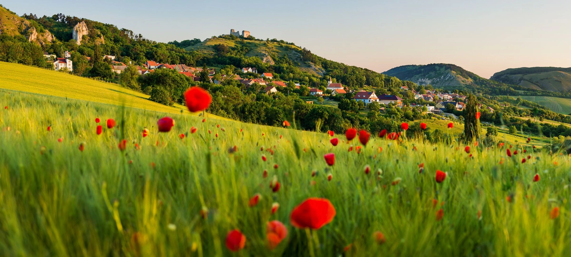 Cafe Fara banner - příroda 3